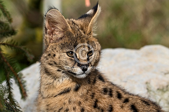 Young Serval Sitting In Sunshine