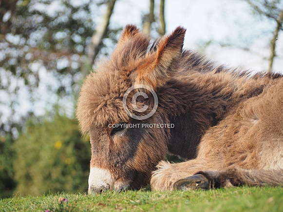 Donkey Foal