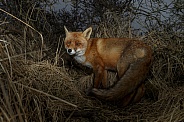 Red fox