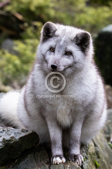 Arctic fox Arctic fox