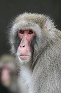 berber monkey