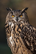 Eurasian Eagle Owl