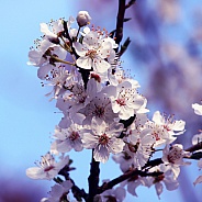 Cherry Plum Blossom