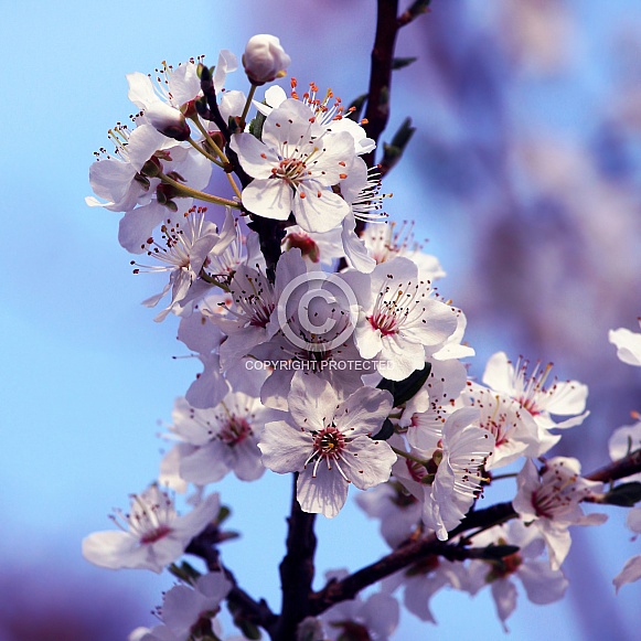 Cherry Plum Blossom Cherry Plum Blossom