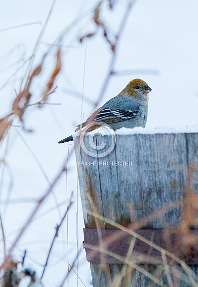 Female Pine Grosbeak