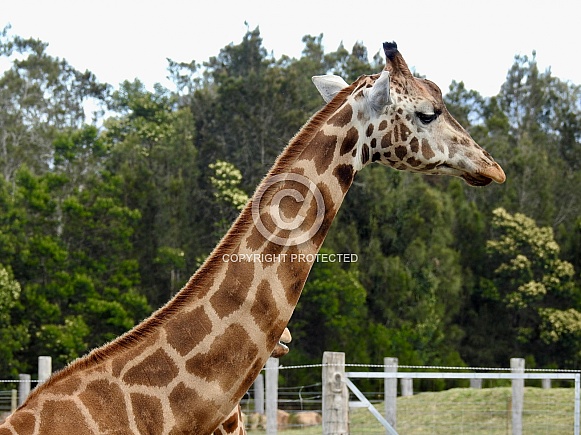 Giraffe