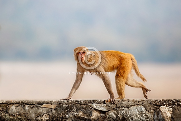 Macaque rhesus on the wall with beautiful blurry background