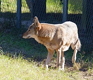Red Wolf