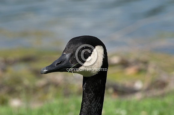 Canada Goose Portrait Canada Goose Portrait