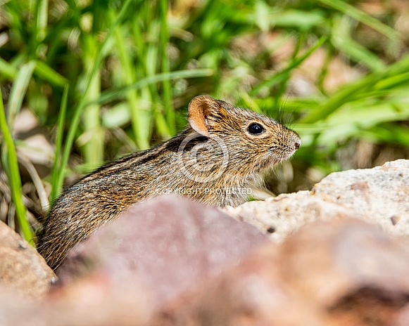 Four-striped Grass Mouse