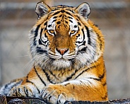 Tigress posing