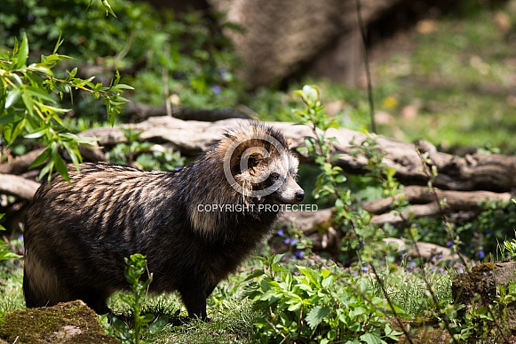 Racoon dog Racoon dog