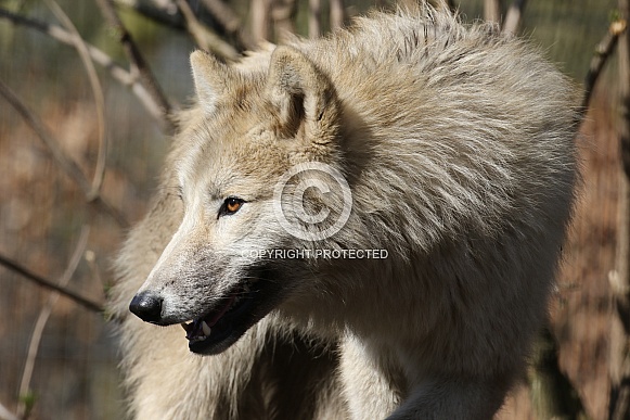 Hudson Bay wolf