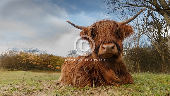 Highland cow
