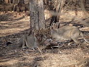 Asiatic Lions - Gir National Park India