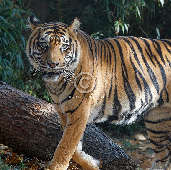 Bengal Tiger