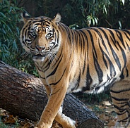 Bengal Tiger