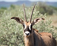 Roan Antelope Portrait