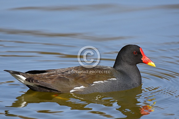 Moorhen Moorhen