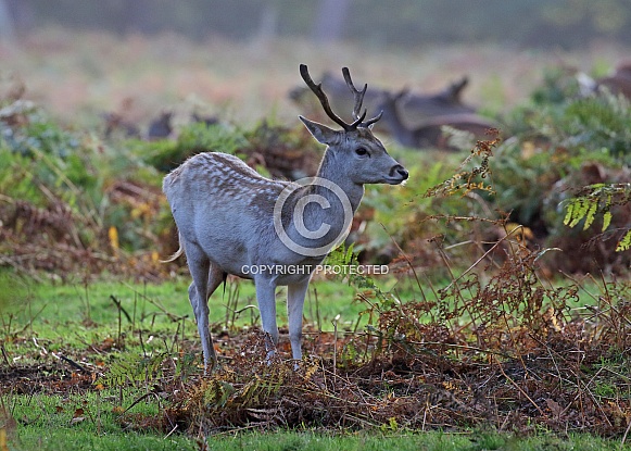 Fallow Deer