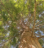 Tree Top Looking Up