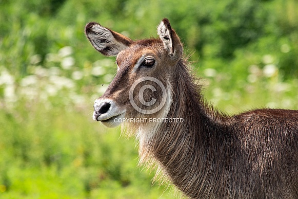Waterbuck