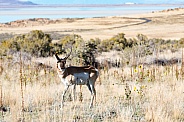 Antelope, Pronghorn
