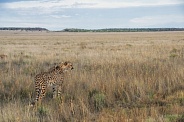 Cheetah at Dawn - Female