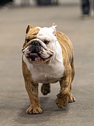 Funny brindle bulldog walking around the ring