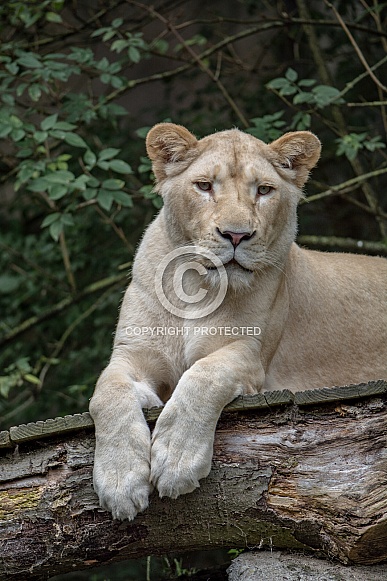 white Lion white Lion