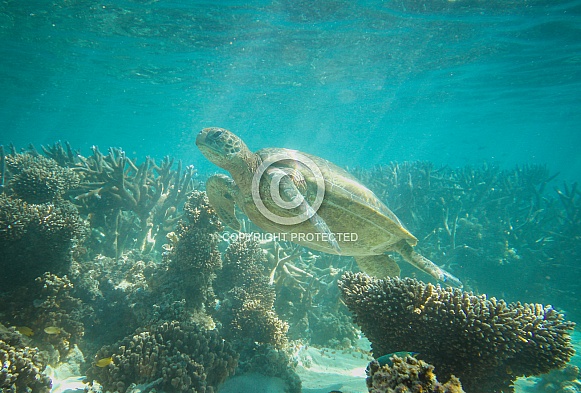 Green Turtle