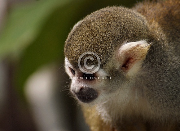 Squirrel Monkey Squirrel Monkey