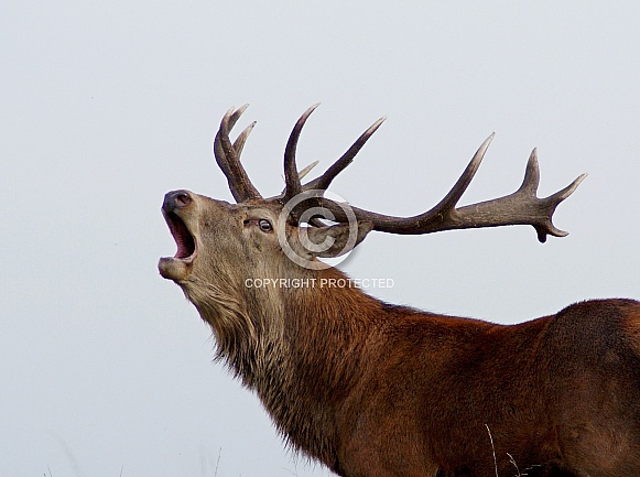 Red Deer Stag