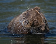 Bear shaking off water in the river