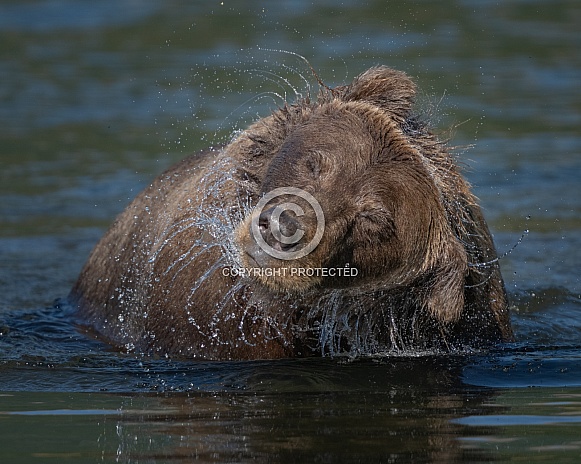 Bear shaking off water in the river Bear shaking off water in the river