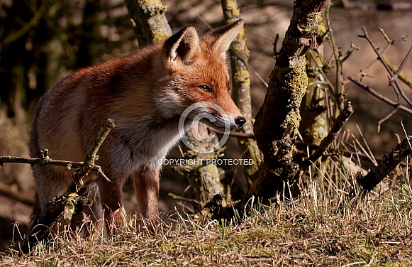 Red fox
