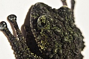 Vietnamese Mossy Frog (Theloderma corticale)