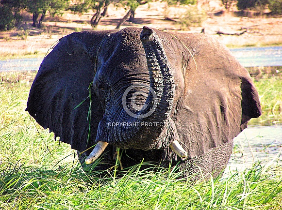 African Elephant African Elephant