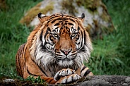 Sumatran Tiger
