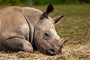 Young White Rhino Sleeping