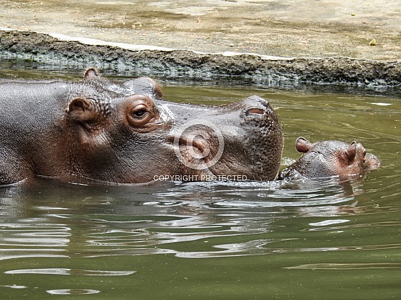 Spotted Dove Portrait Spotted Dove Portrait