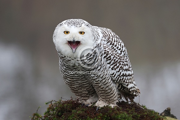 Snowy owl (Bubo scandiacus) Snowy owl (Bubo scandiacus)