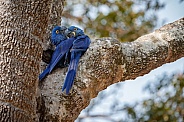 Hyacinth macaw in the nature habitat