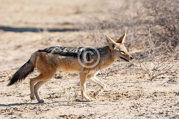 Black-backed Jackal