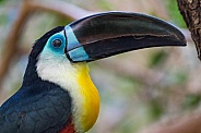 Profile of a toucan