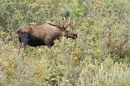 The moose or elk (Alces alces)