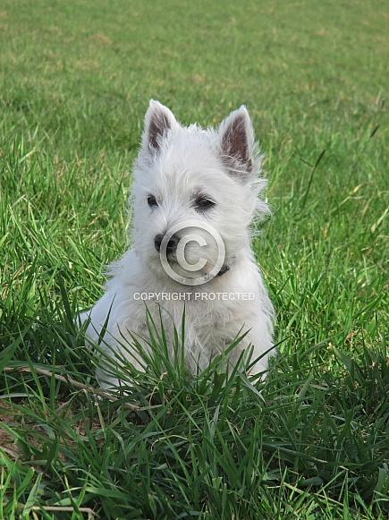 West Highland White Terrier Puppy West Highland White Terrier Puppy