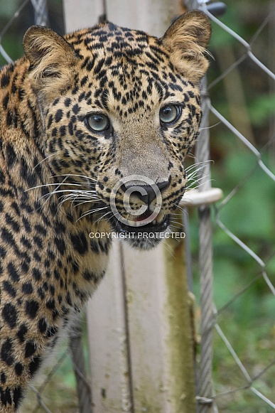 African leopard cub