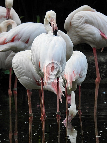 White Flamingo