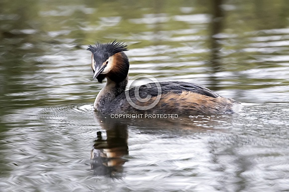 Great crested grebe (Podiceps cristatus)